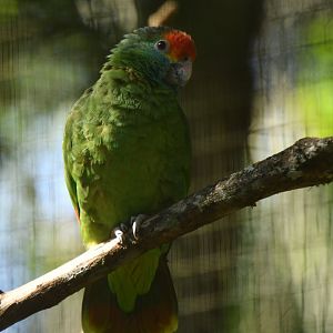 Red-browed Parrot Amazona rhodocorytha