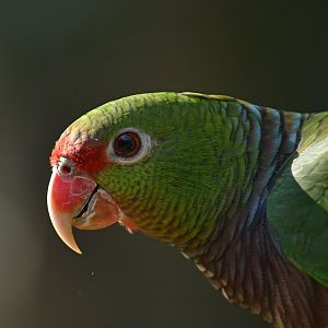 Vinaceous Parrot Amazona vinacea