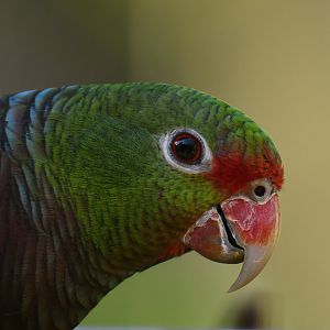 Vinaceous Parrot Amazona vinacea