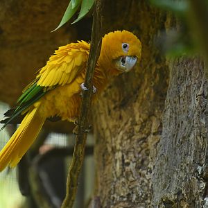 Golden Parakeet Guaruba guarouba