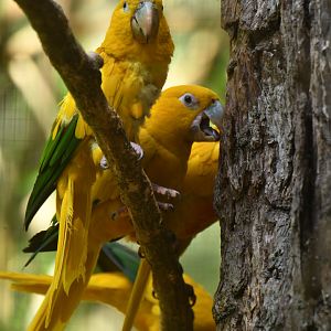 Golden Parakeet Guaruba guarouba