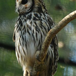 Striped Owl Pseudoscops clamator