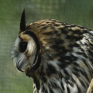 Striped Owl Pseudoscops clamator