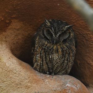 Tropical Screech-Owl Megascops choliba