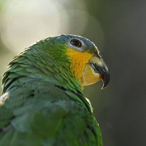 Orange-winged Parrot Amazona amazonica