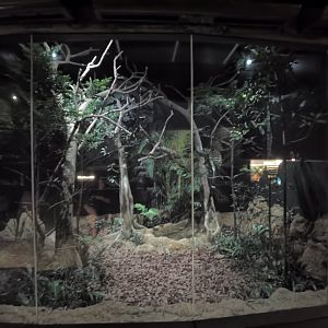 Common barn owl exhibit