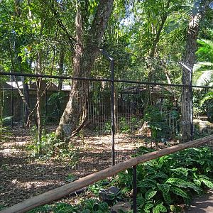 Cassowary enclosure