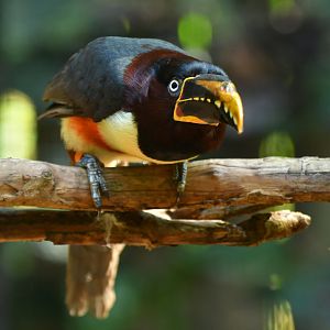 Chestnut-eared Aracari Pteroglossus castanotis