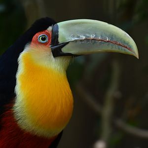 Red-breasted Toucan Ramphastos dicolorus