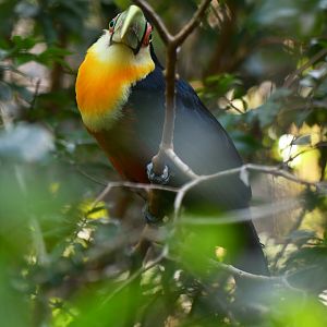 Red-breasted Toucan Ramphastos dicolorus
