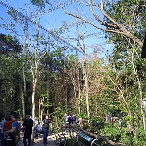 The large Cecropia aviary