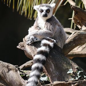 Ring-tailed lemur