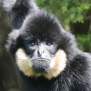 Gibbon