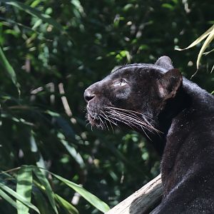 Black leopard