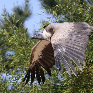 Vulture in free-flight show