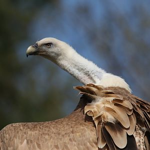 Vulture in free-flight show