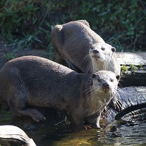 Smooth-coated otter