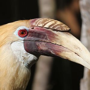 Blyth's hornbill