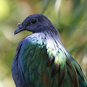 Nicobar pigeon