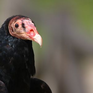 Turkey vulture