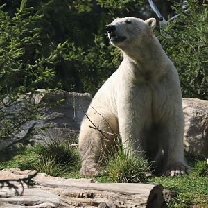 Polar bear