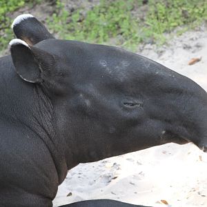 Malayan Tapir portrait (Tapirus indicus)