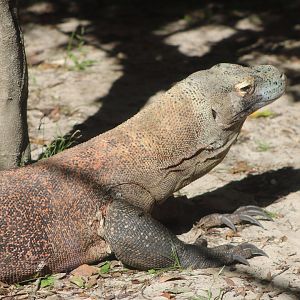 Komodo Dragon (Varanus komodoensis)