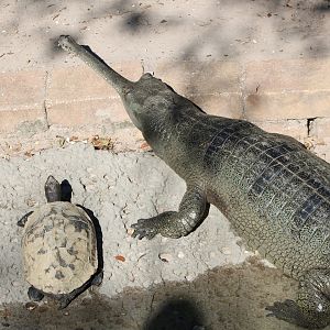Gharial (Gavialis gangeticus) with Giant Asian Pond Turtle (Heosemys grandis)?