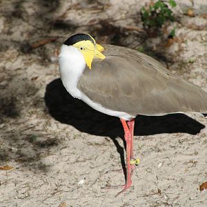 Masked Lapwing (Vanellus miles)