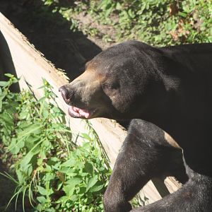 Kacey the Sun Bear (Helarctos malayanus)