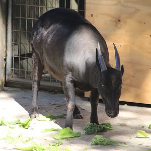 Lowland Anoa (Bubalus depressicornis)
