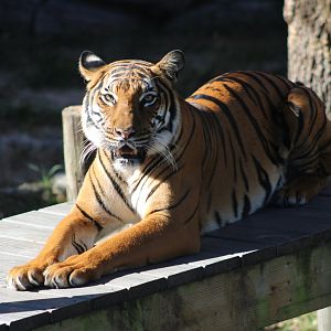 Malayan Tiger (Panthera tigris jacksoni)