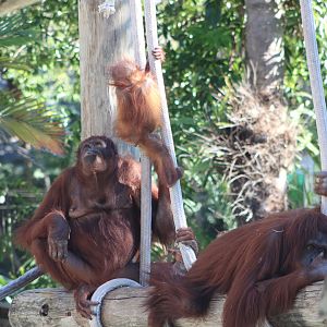 Bornean Orangutans (Pongo pygmaeus)