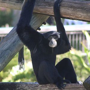 Siamang (Symphalangus syndactylus)