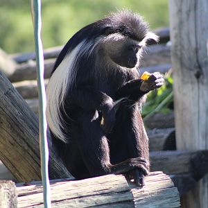 Angolan Colobus (Colobus angolenis)