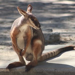 Yellow-Footed Rock Wallaby (Petrogale xanthopus)