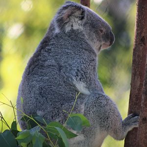 Queensland Koala (P. cinereus adustus)
