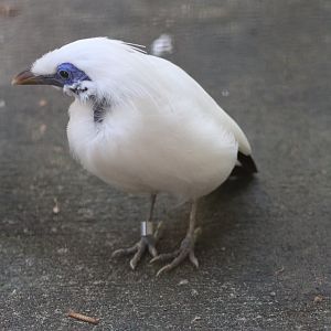Bali Myna (Leucopsar rothschildi)