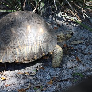 Radiated Tortoise (Astrochelys radiata)