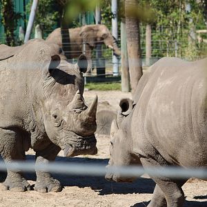 Southern White Rhinos (C. simum simum) and African Bush Elephant (Loxodonta africana)