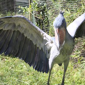 Shoebill (Balaeniceps rex)