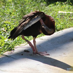 Black-Bellied Whistling Duck (Dendrocygna autumnalis)