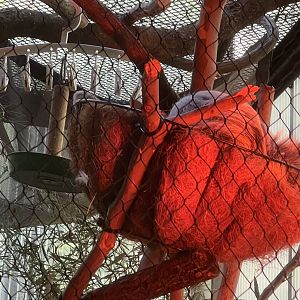 Grogu the Two-toed Sloth