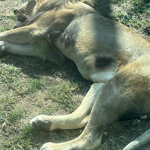 Makini the male African Lion