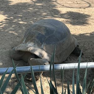 Wilma the female Aldabra Tortoise