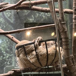 Jabba the Two-Toed Sloth