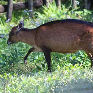 Bay Duiker (Cephalophus dorsalis)