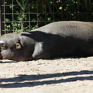 Pygmy Hippopotamus (Choeropsis liberiensis)