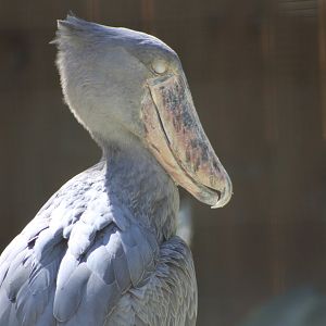 Shoebill (Balaeniceps rex)