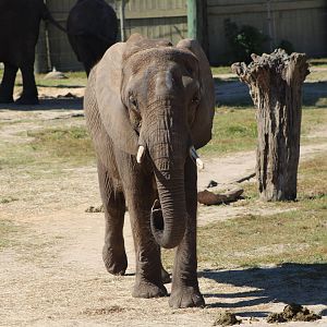 African Bush Elephant (Loxodonta africana)